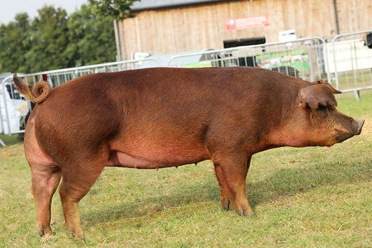 Duroc Pig