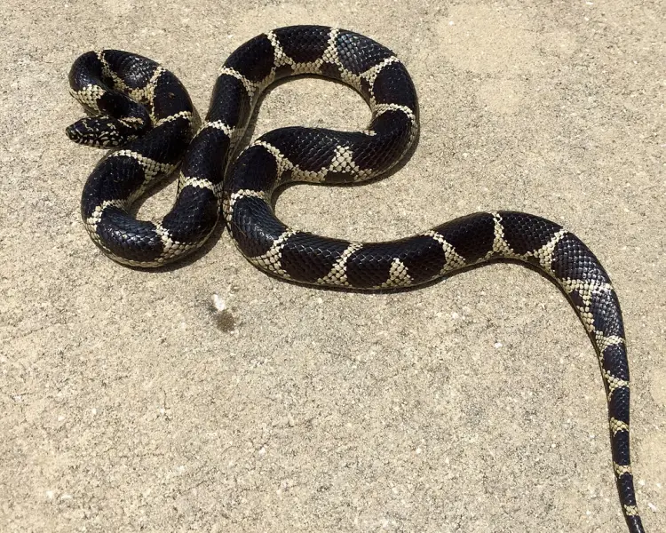 Eastern Kingsnake