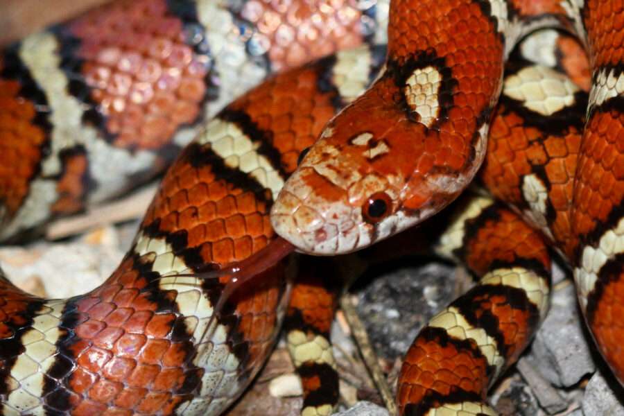 Eastern Milksnake