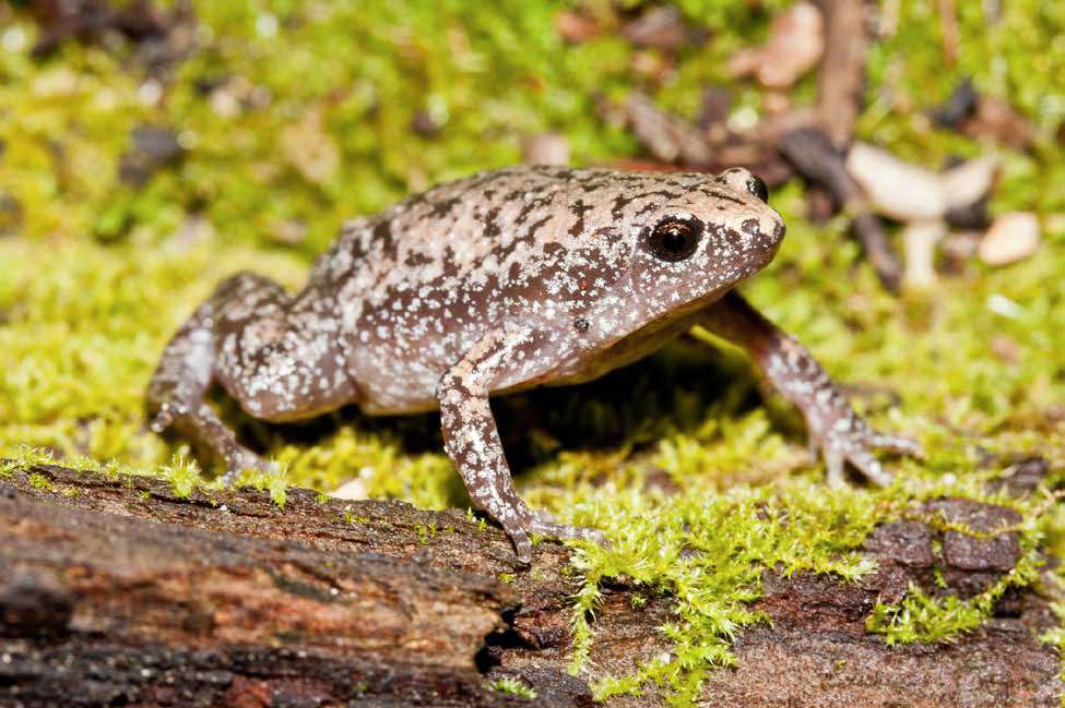 Eastern Narrow-Mouthed Toad