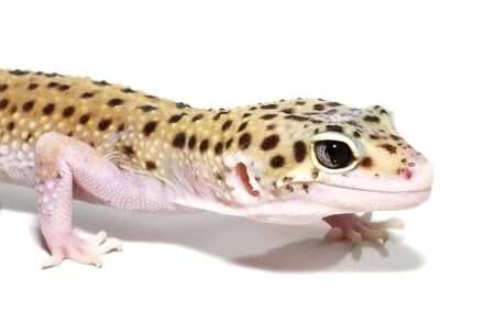 Eclipse Leopard Gecko