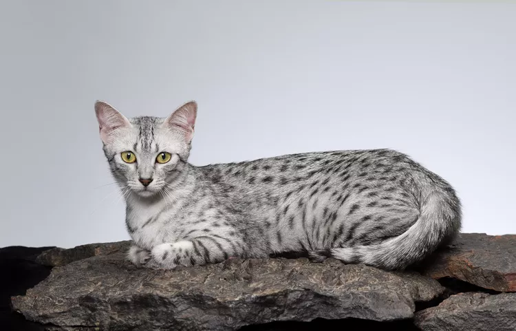 Egyptian Mau Cat