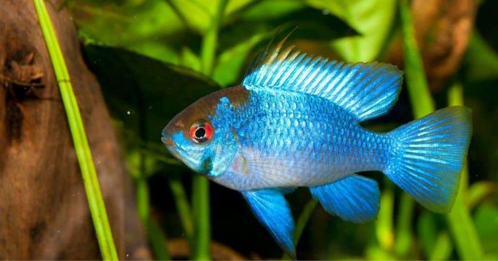 Electric Blue Ram