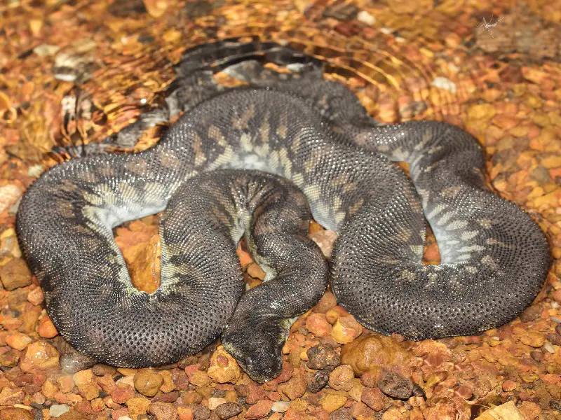 Elephant Trunk Snake