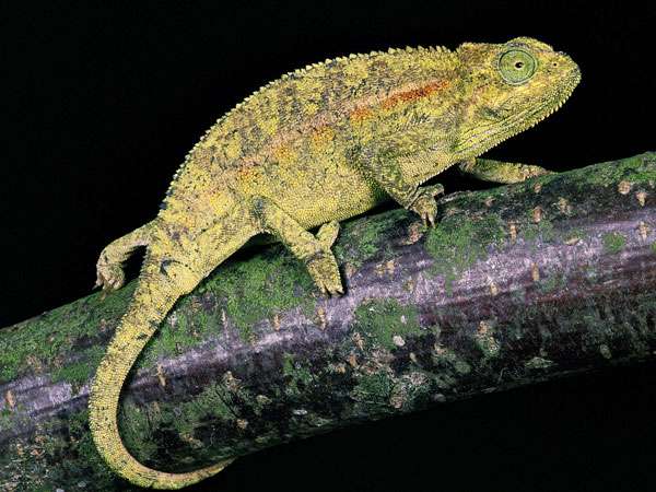 Elliot's Chameleon