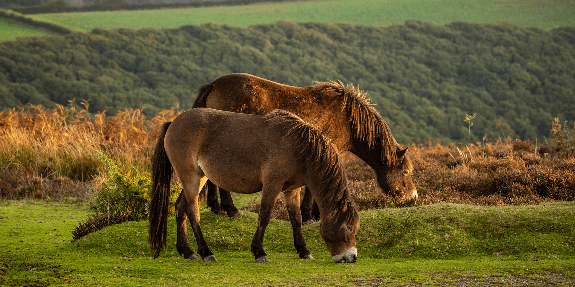 Exmoor Pony