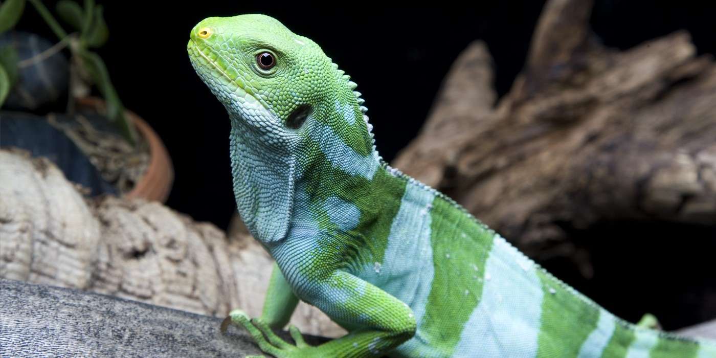Fijian Banded Iguana