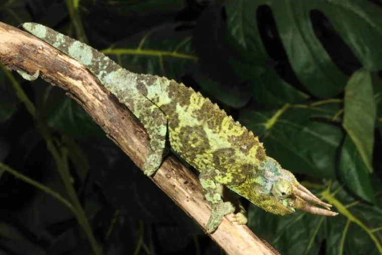 Four-Horned Chameleon