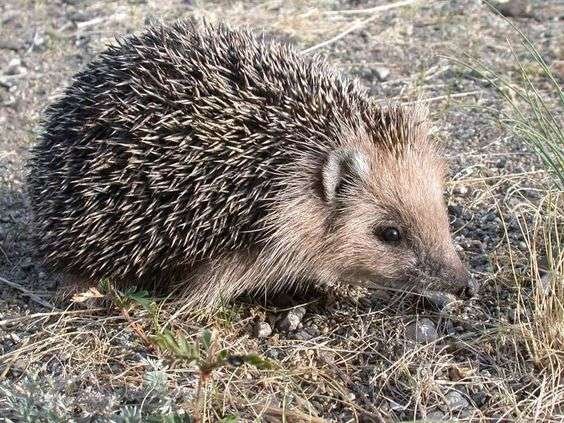 Gaoligong Forest Hedgehog