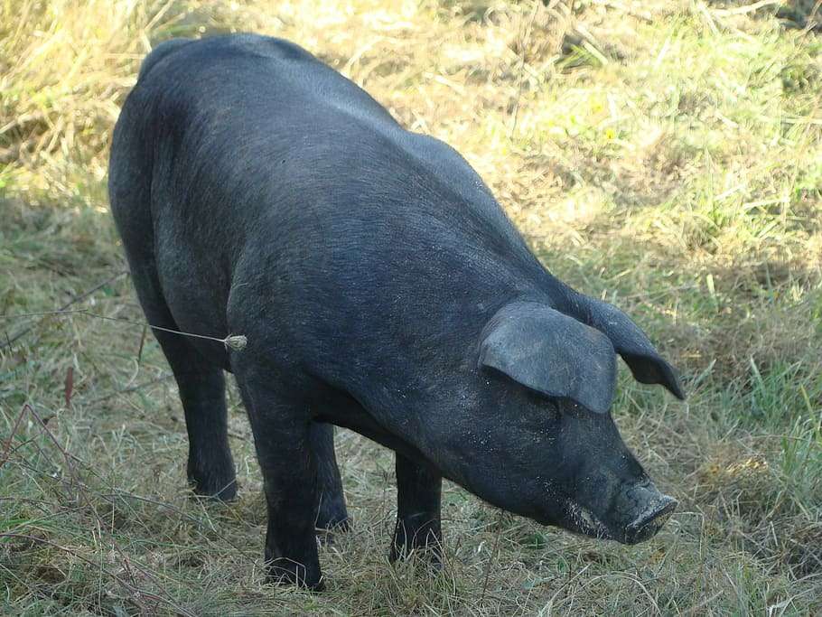 Gascon Pig