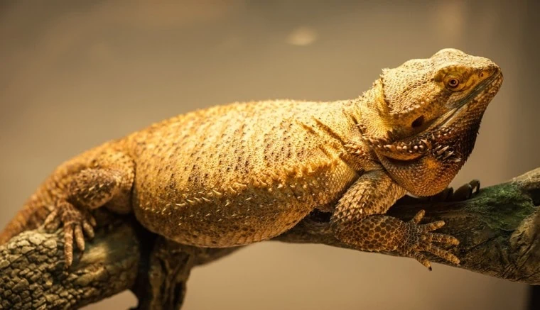German Giant Breaded Dragon