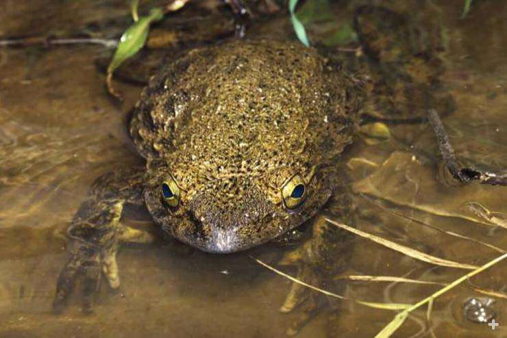 Goliath Frog
