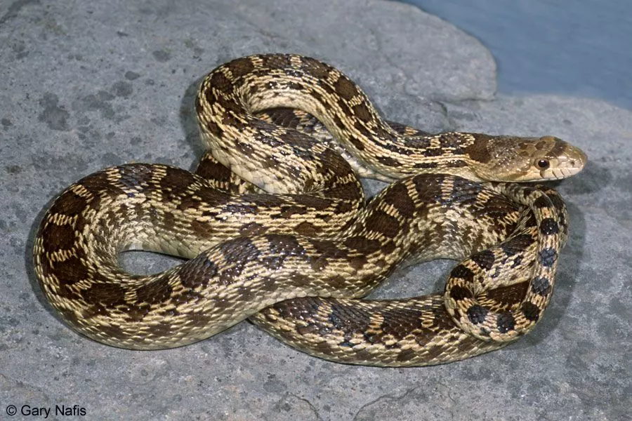 Gopher Snake