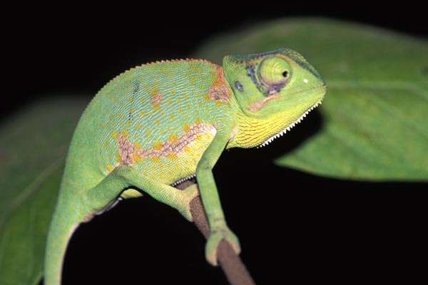 Lizards