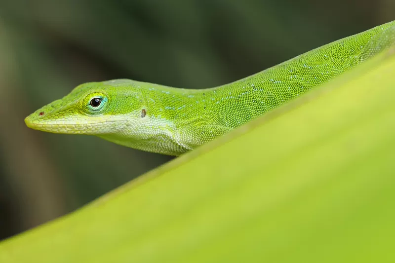 Green Anole