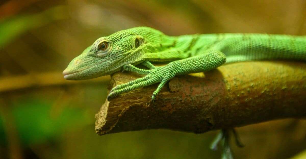 Green Tree Monitor