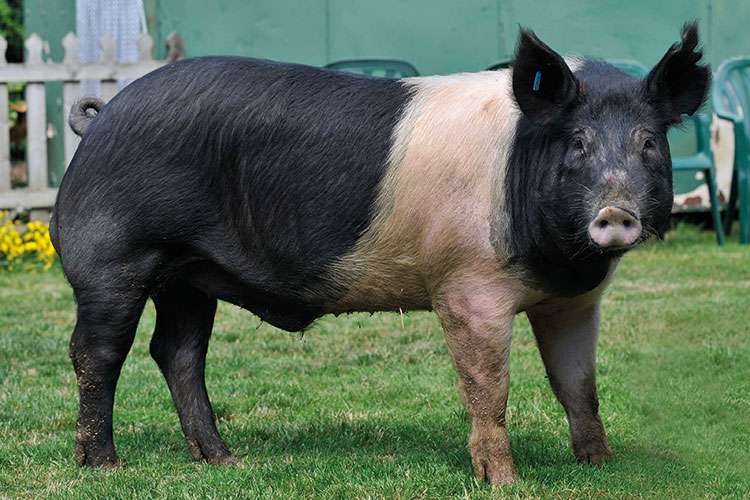 Hampshire Pig