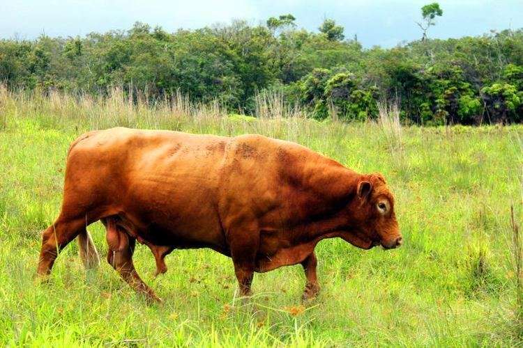 Hawaiian Wild Cattle