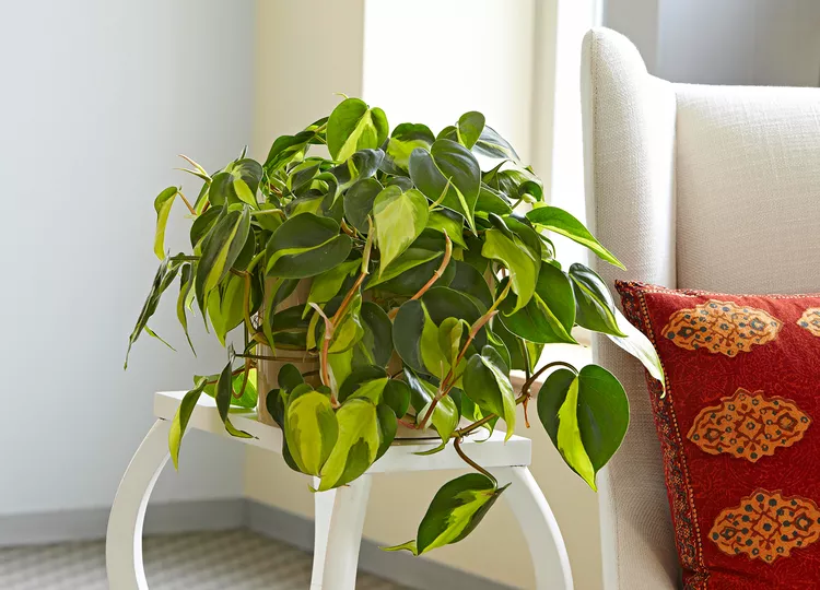 Heartleaf Philodendron