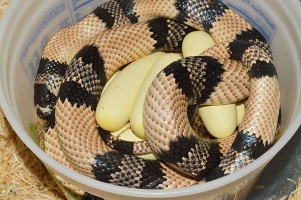 Honduran Milksnake