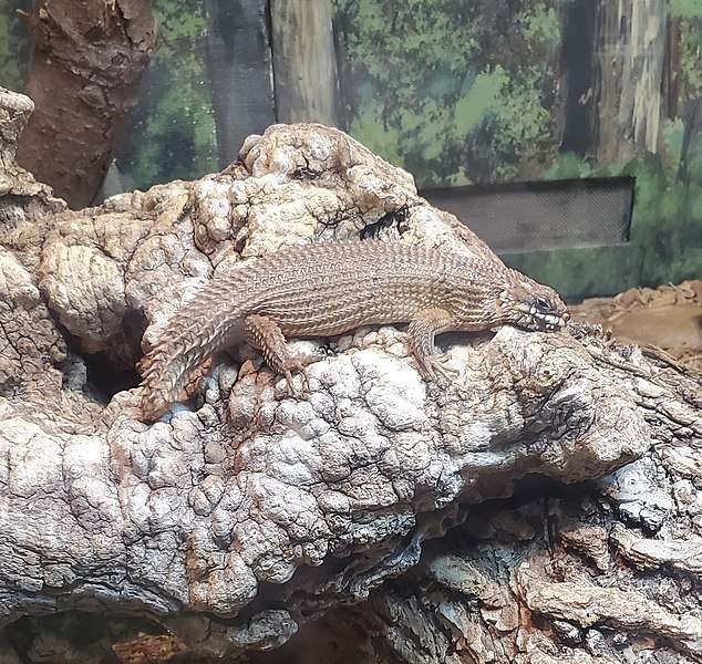 Hosmer's Spiny-Tailed Skink