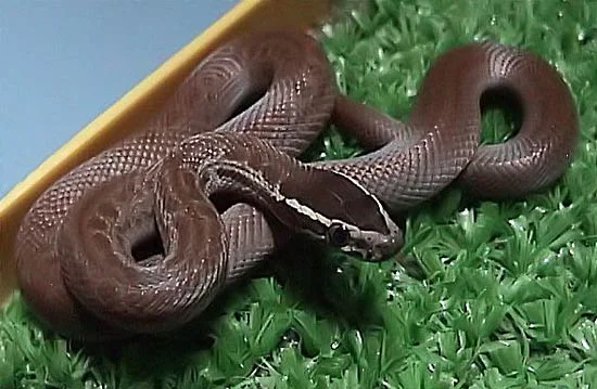 House Snake