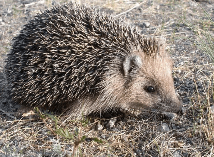 Hugh's Hedgehog