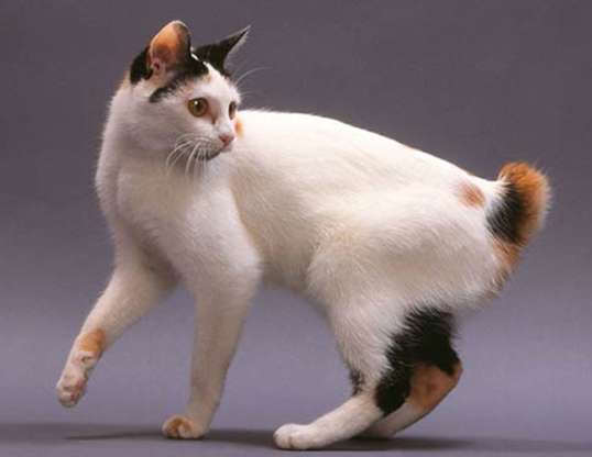 Japanese-Bobtail Cat
