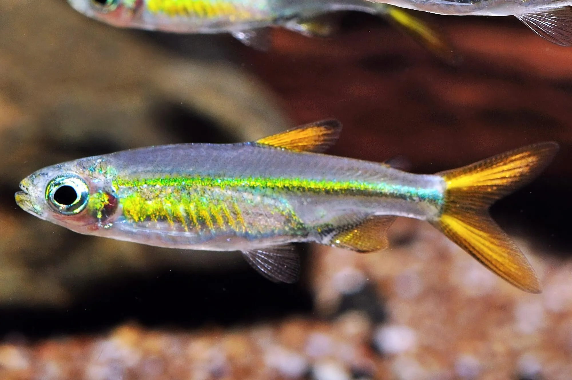 Jellybean Tetra