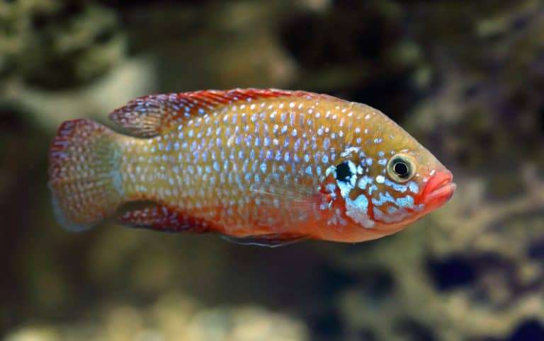 Jewel Cichlid