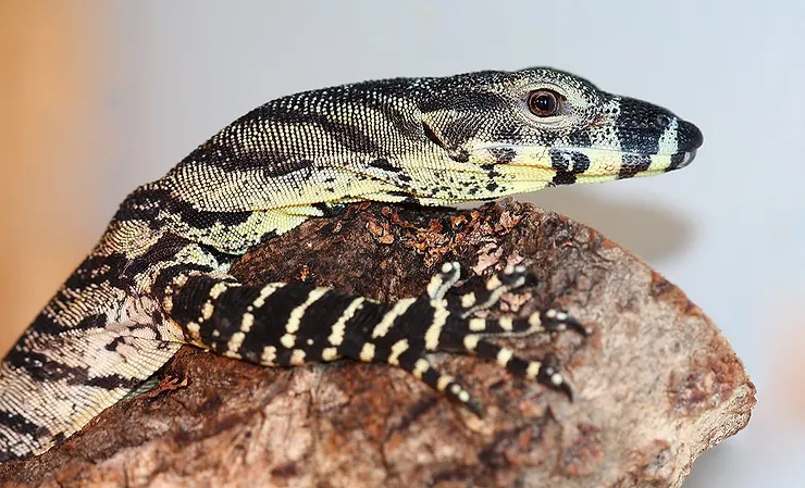 Lace Monitor