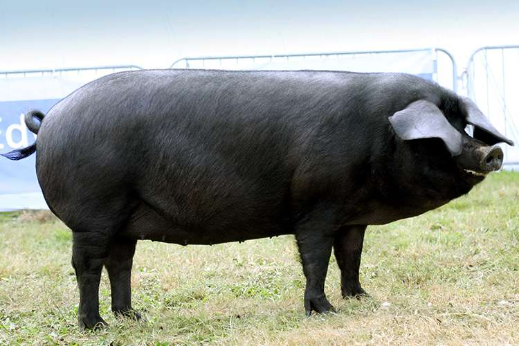 Large Black Pig