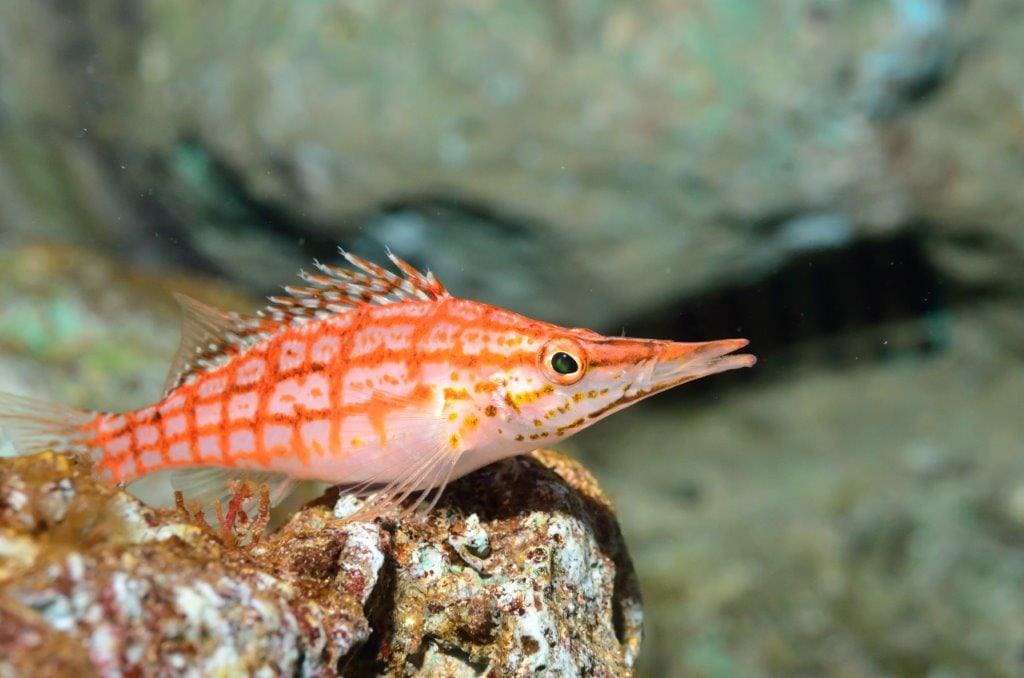 Longnose Hawkfish