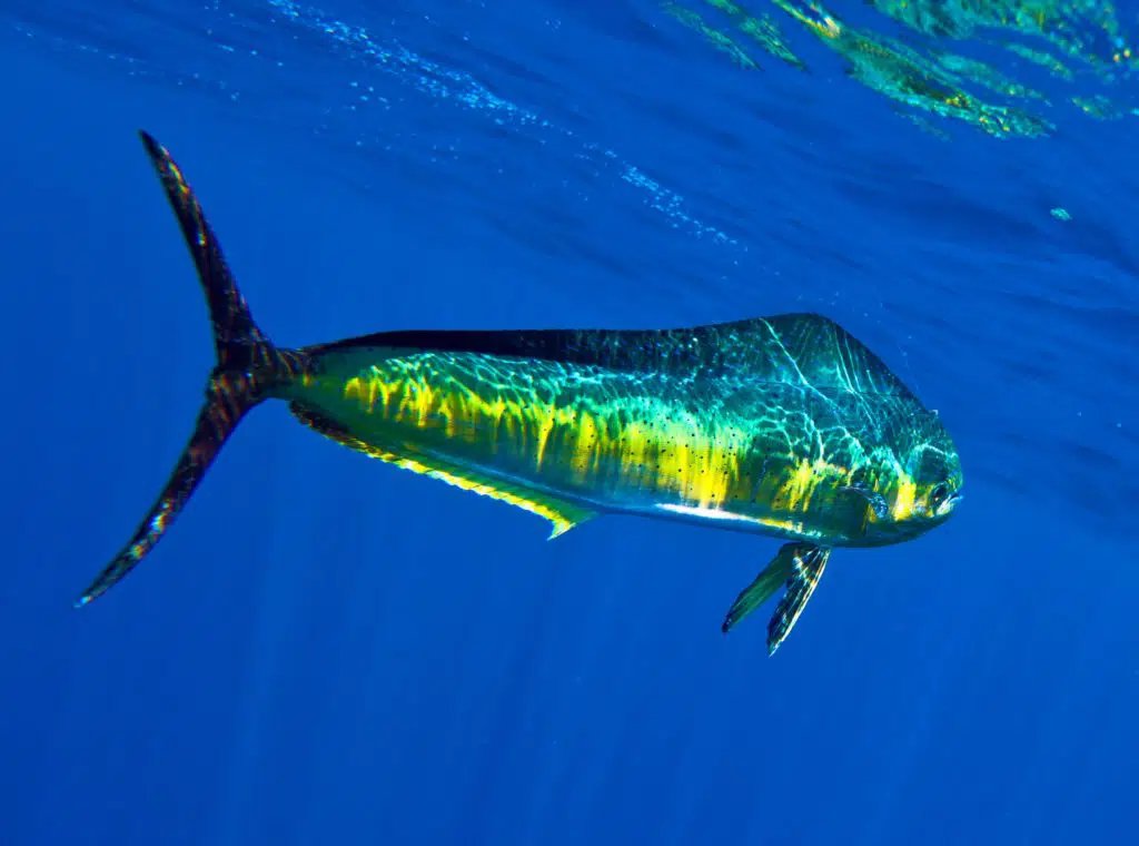 Mahi Mahi