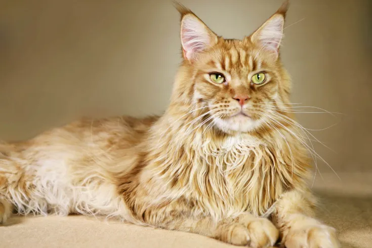 Maine Coon Cat