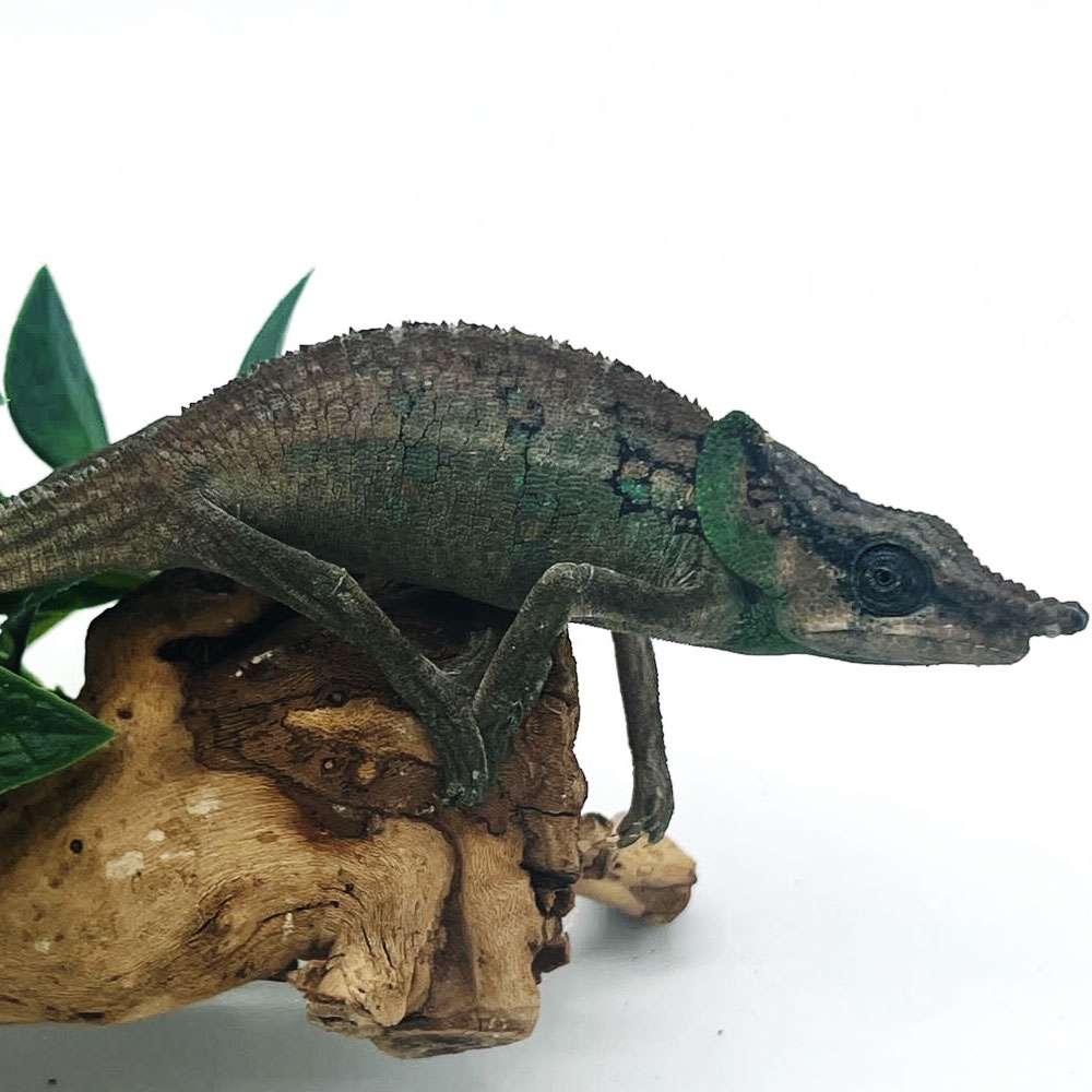 Malthe's Green-Eared Chameleon