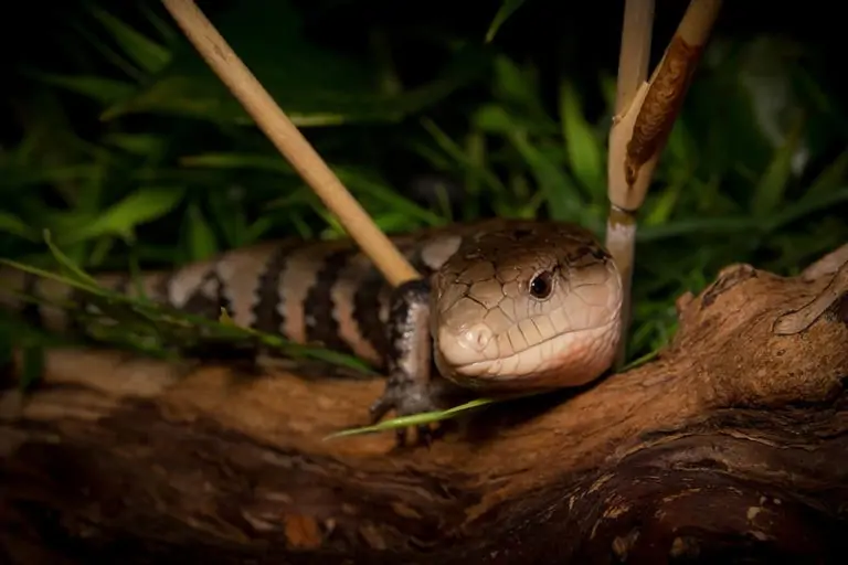 Merauke Blue-Tongued