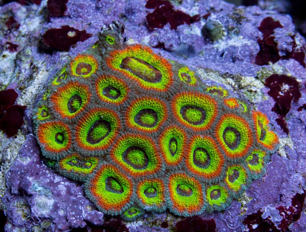 Micromussa Coral