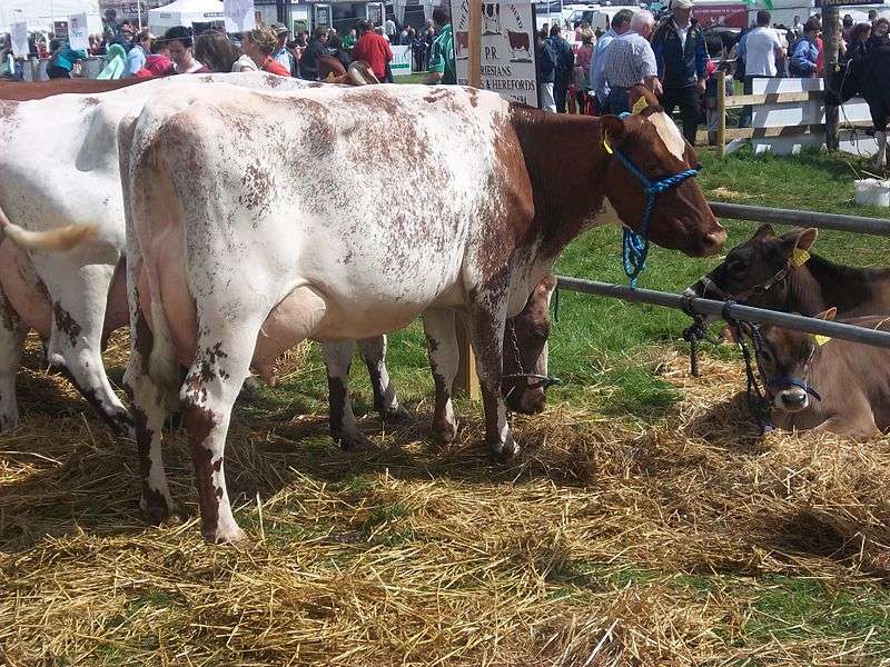 Milking Shorthorn