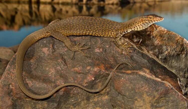 Mitchell's Water Monitor