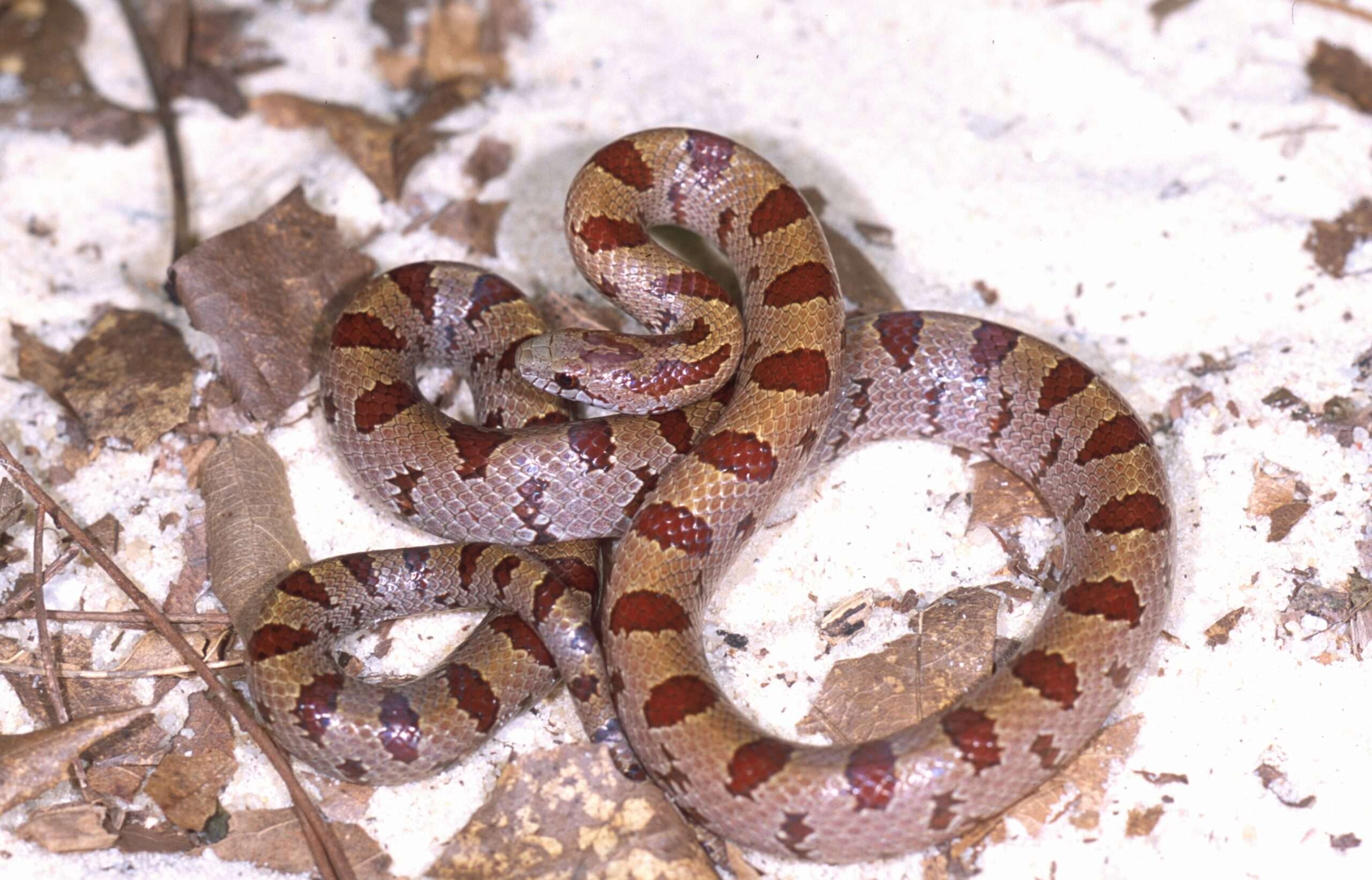 Mole Kingsnake