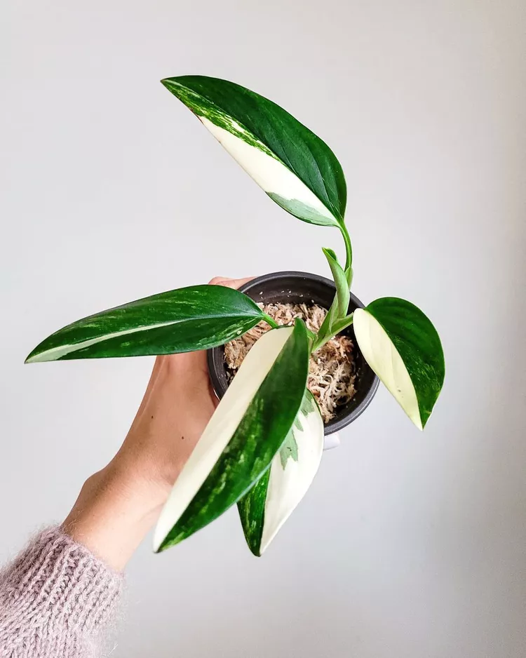 Monstera Standleyana