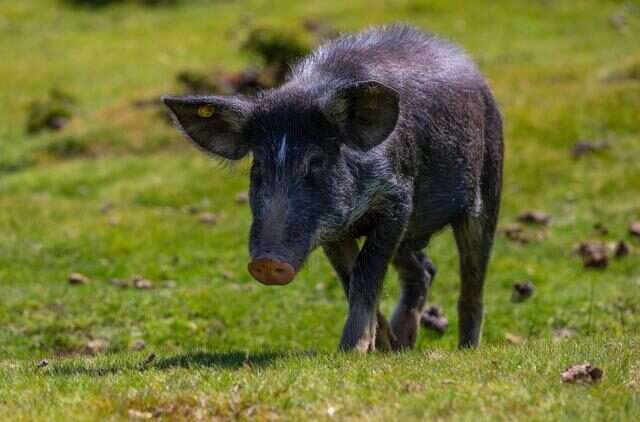 Nustrale Pig
