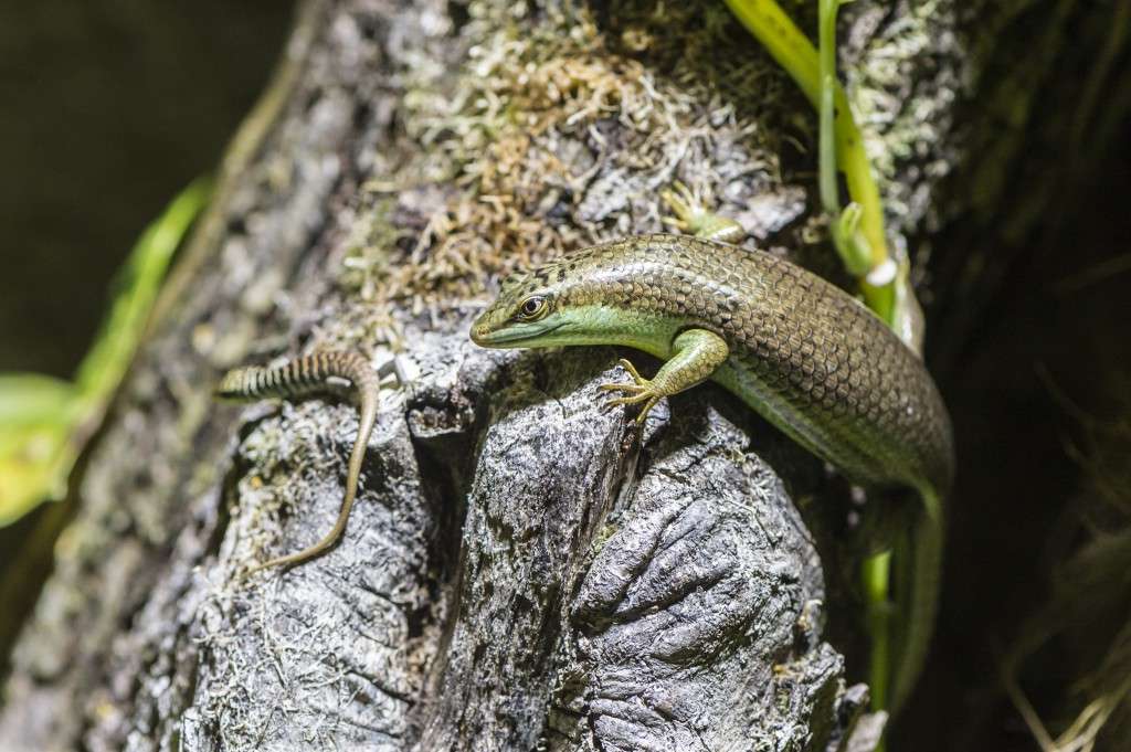 Olive Tree Skink