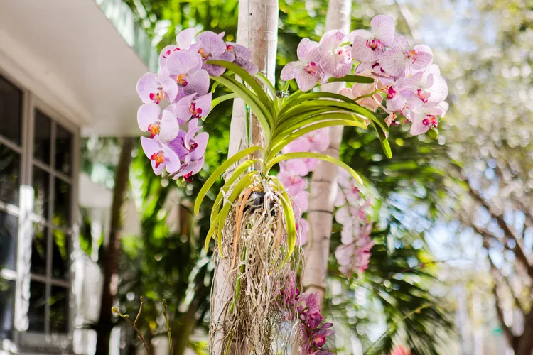 Orchids