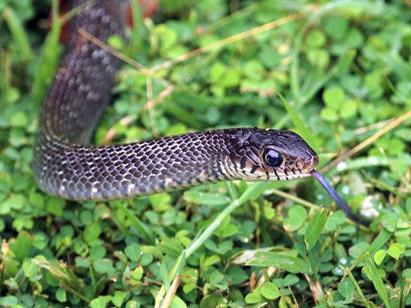Oriental Rat Snake