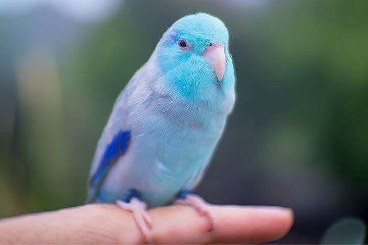 Pacific Parrotlet