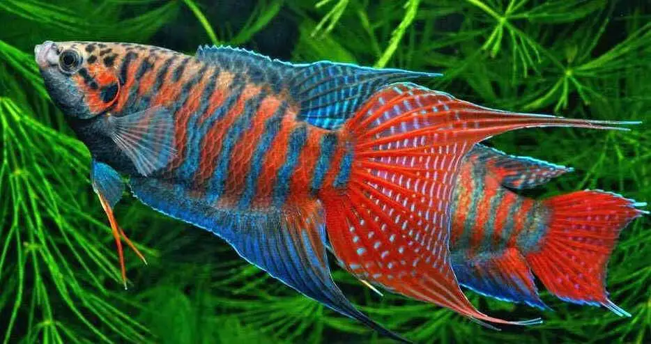 Paradise Fish