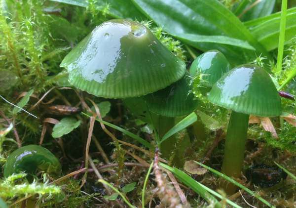 Parrot Waxcap