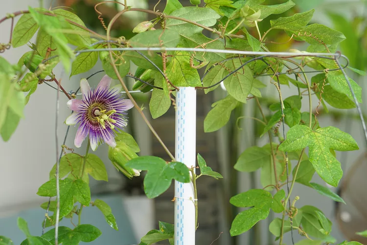 Passionflower